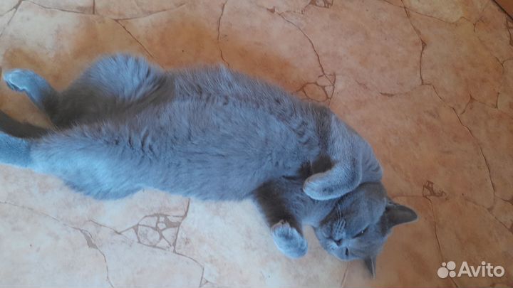 Продам котят британцев