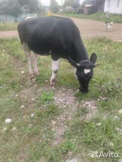 Тёлка стельная