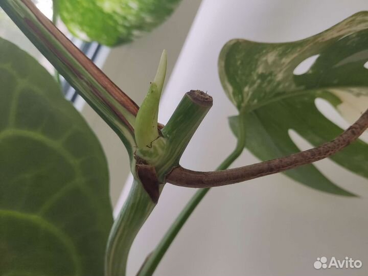 Монстера альба