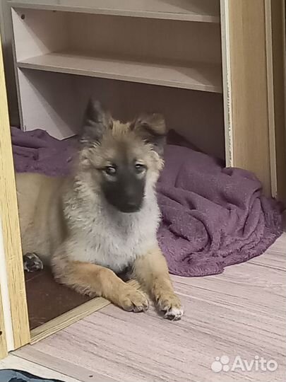 Собачка (щенок)