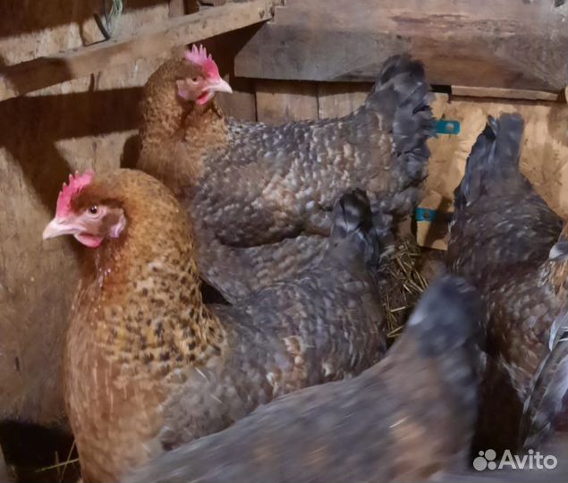 Инкубационное яйцо