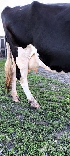 Продам корову