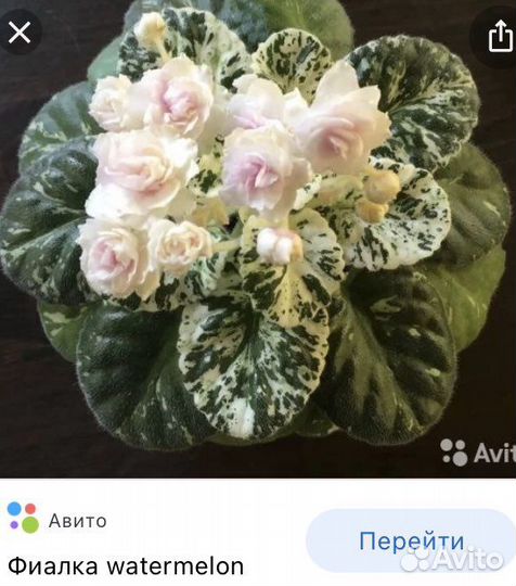 Фиалки: детки