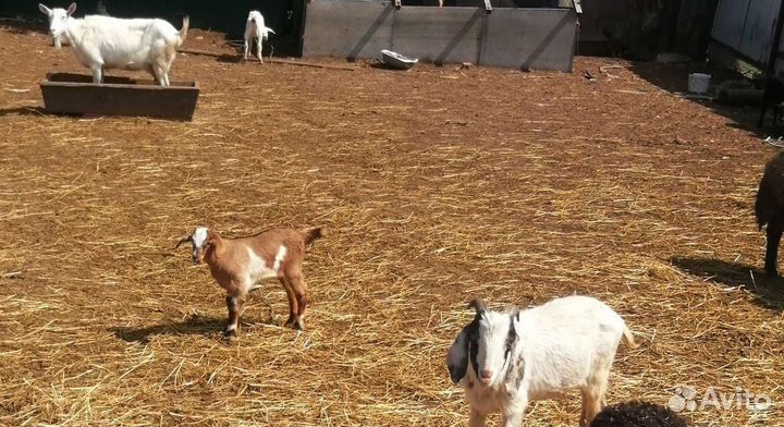 Гуси индюки индоутки коза бараны козлики