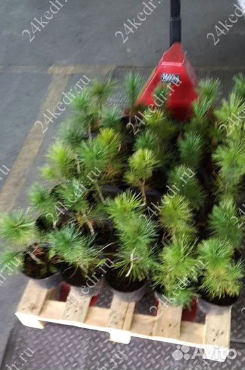 Саженцы сибирского кедра