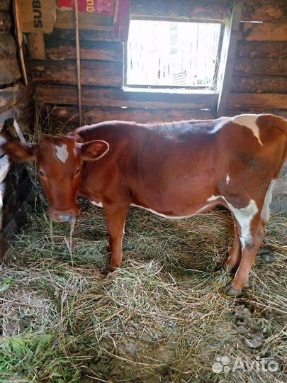 Телята телочки