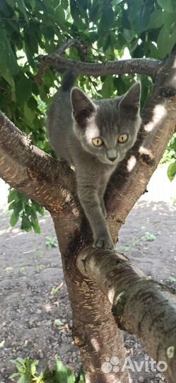 Кошка в дар бесплатно
