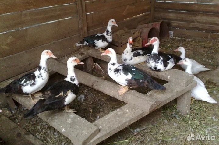 Индоутка мускусная утка