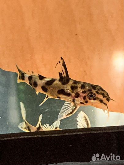 Аквариумные рыбки