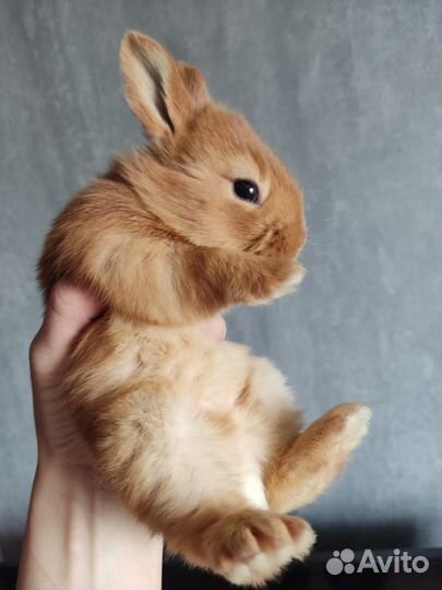 Кролики бургундские