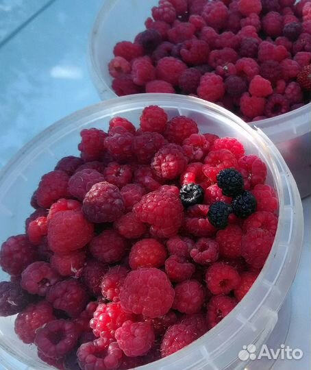 Молодые саженцы малины,сливы,клубники,винограда