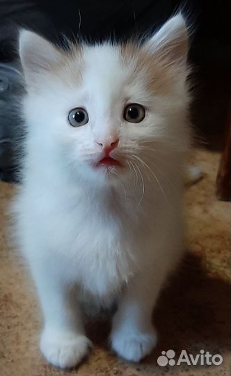 Котёночек
