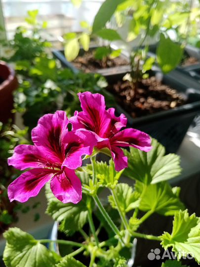 Продам цветы комнатные