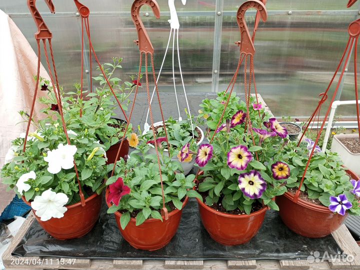 Ампельная и каскадная петуния