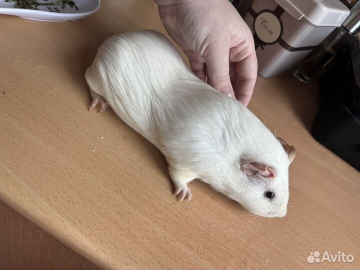 Морские свинки