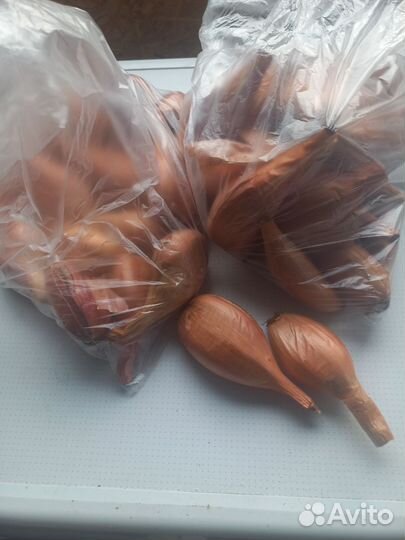 Лук сорокозубка
