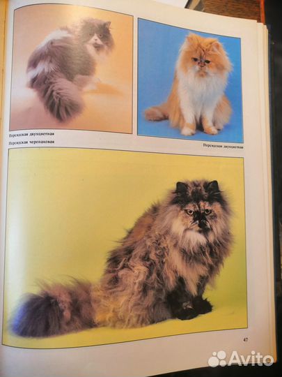 Подарочные книги о кошках