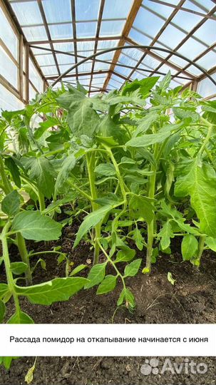 Рассада и саженцы помидор, огурцов, капусты