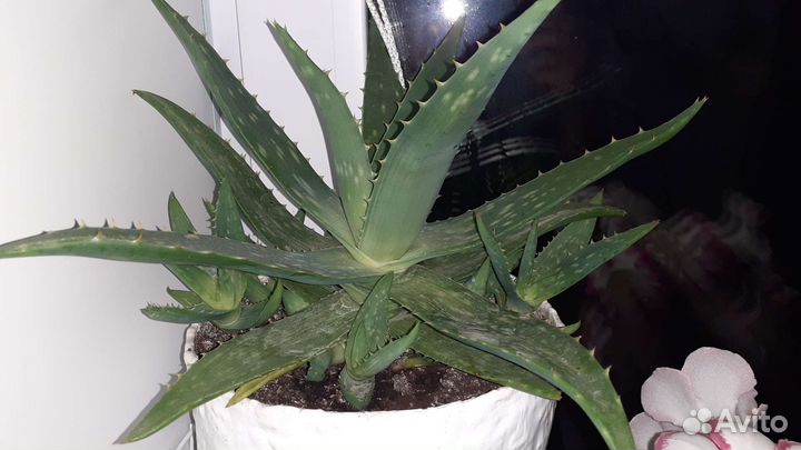 Комнатные растения