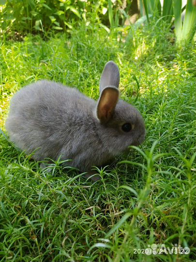 Кролики декоративные