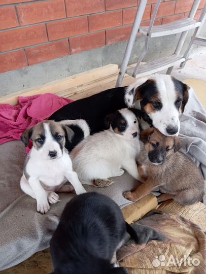 Щенки бесплатно