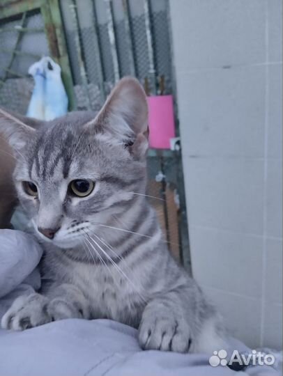 Котенок ищет дом