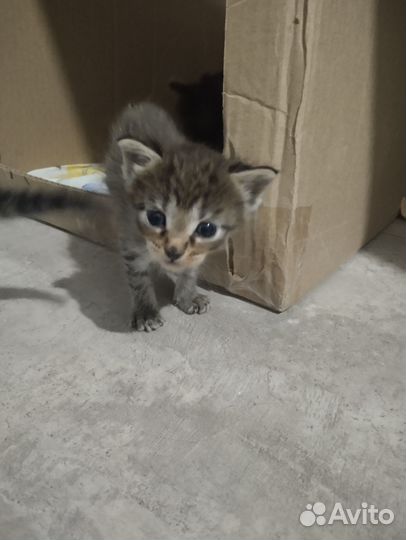 Котята мейн-кун