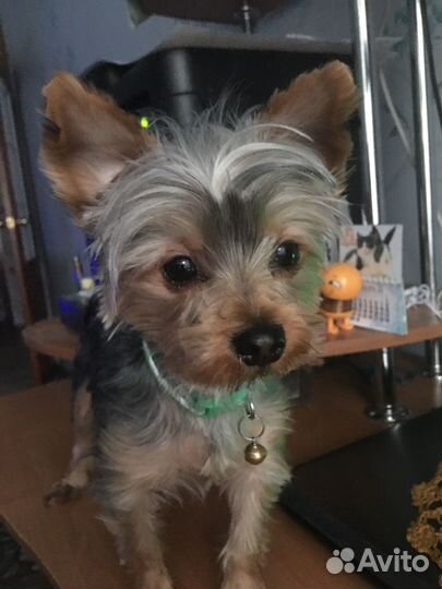 Йоркширский терьер девочка мини