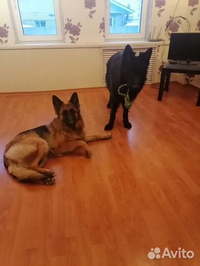 Передержка животных