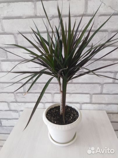 Пальма драцена