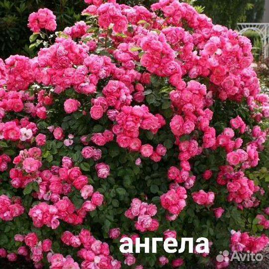 Розы саженцы