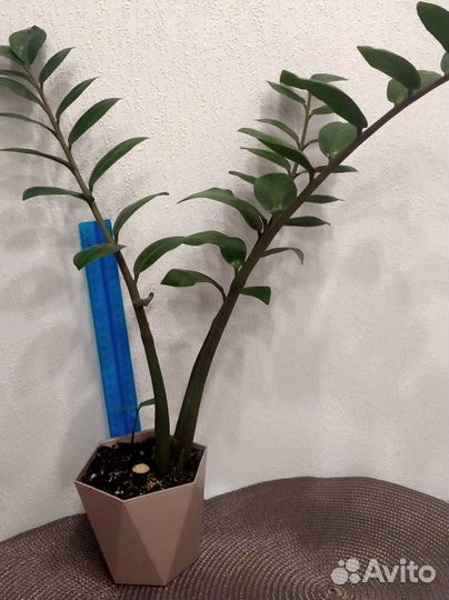 Замиокулькас