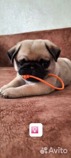 Щенки мопса