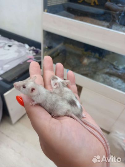 Мыши сатиновые