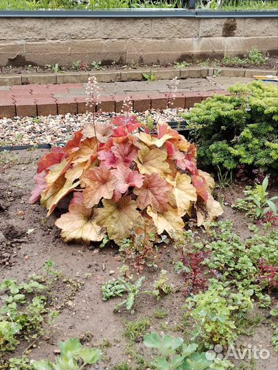 Растения гейхера