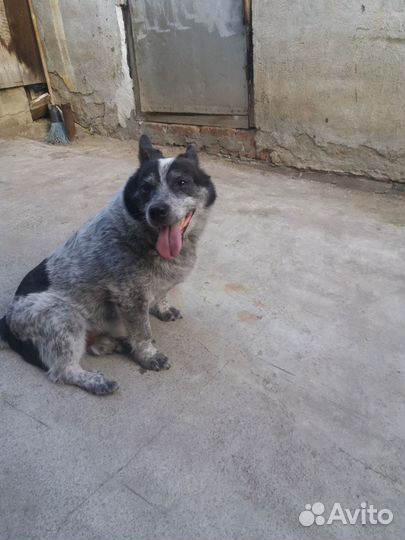 Собачки, 1.5 года и 5 лет