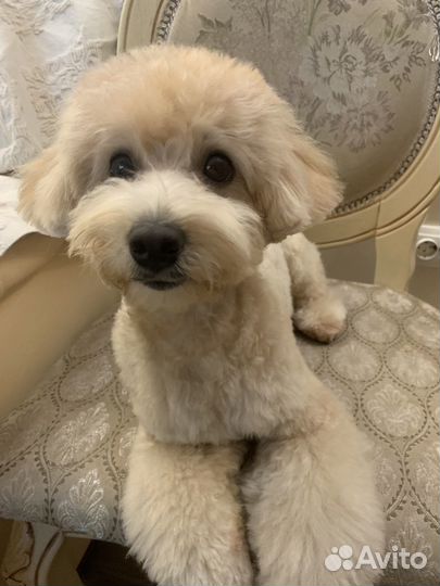 Вязка мальтипу