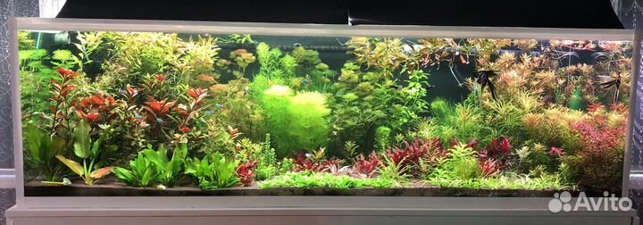 Аквариумные растения (отправка в регионы)