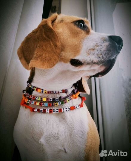 Адресники для собак