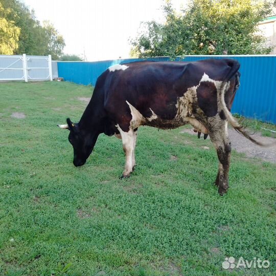 Коровы дойные молочные