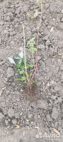 Саженцы ремонтантной малины