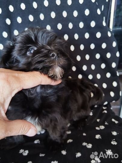 Мальчик йорк