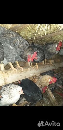 Куры петухи