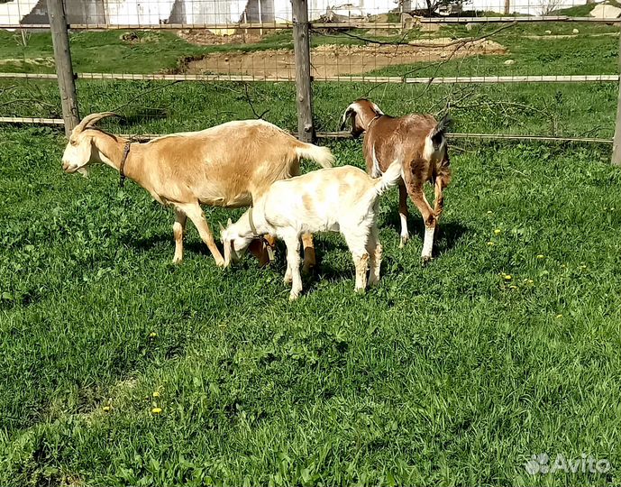 Молочные козы