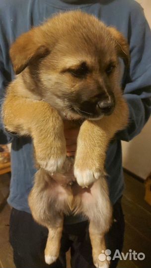 Щенки 2 месяца