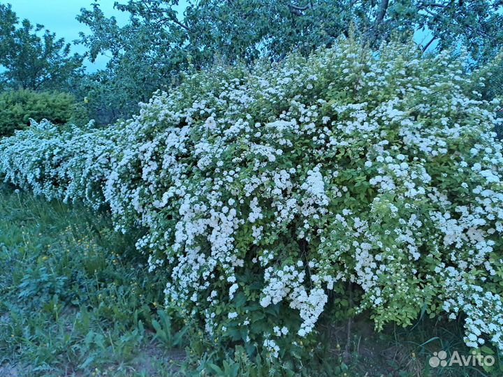 Саженцы груши,чер/смородины,жимолость,живая изгор