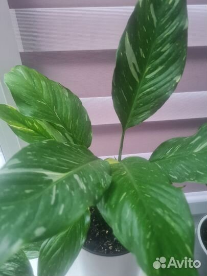 Спатифиллум Домино