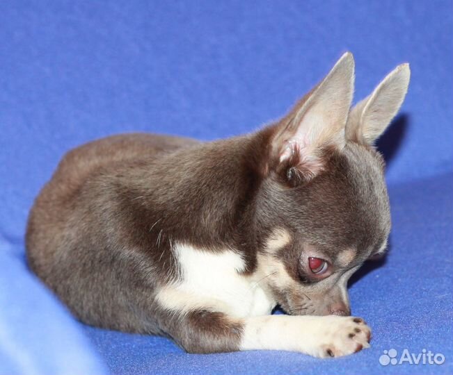 Девочка чихуахуа 5 мес