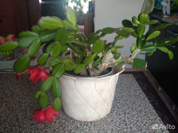 Комнатные цветы