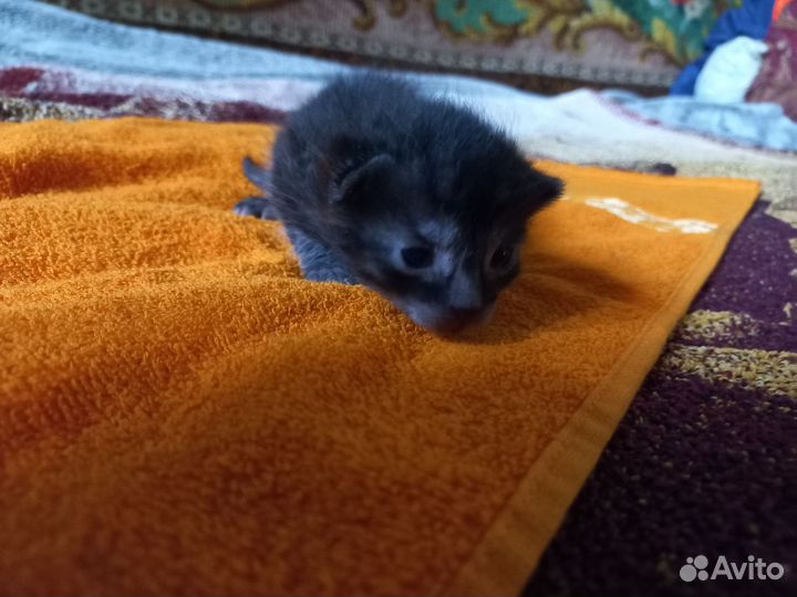 Очаровательные котята